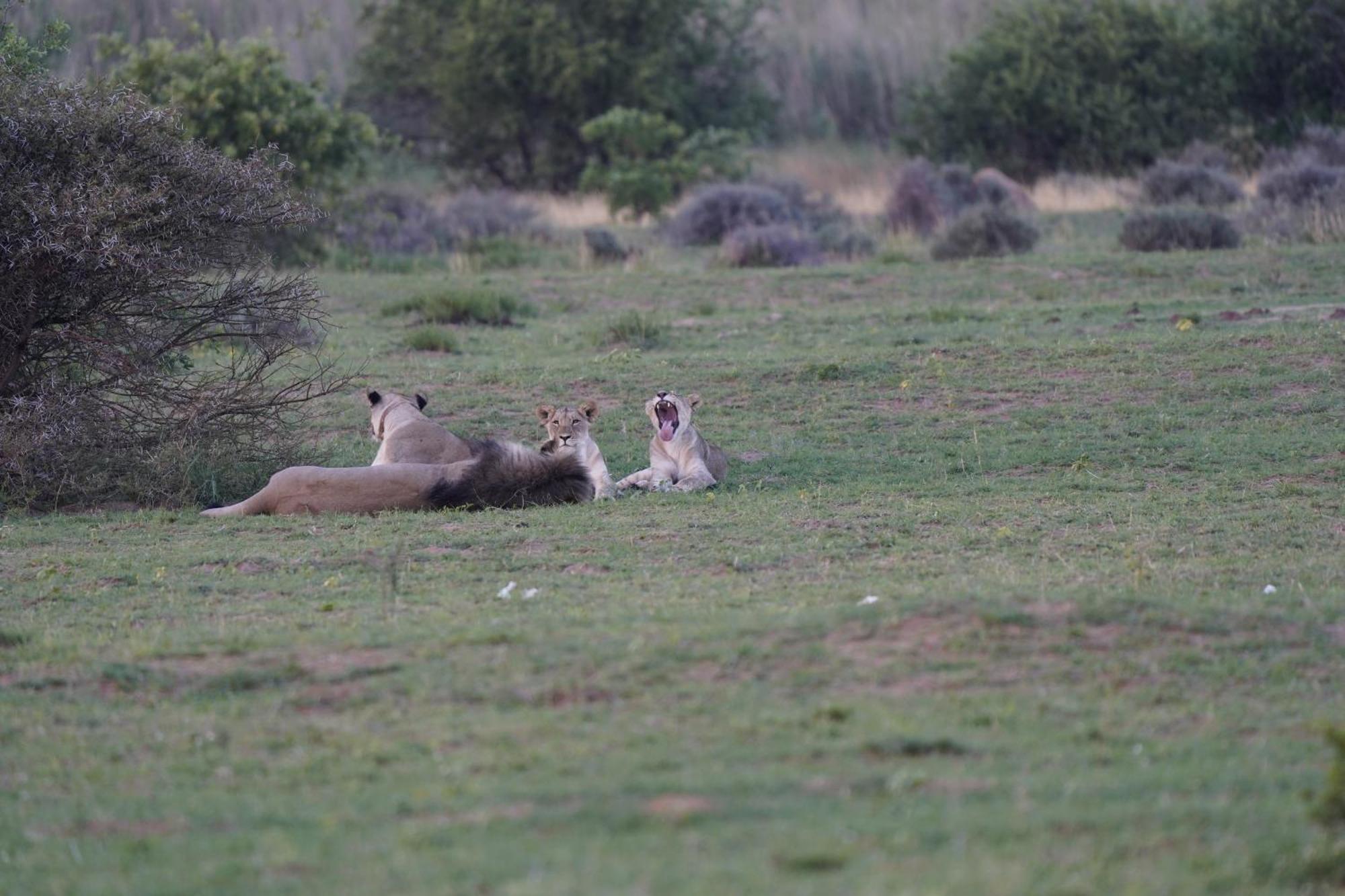 Hotel Honeyguide Ranger Camp Golders Green Esterno foto